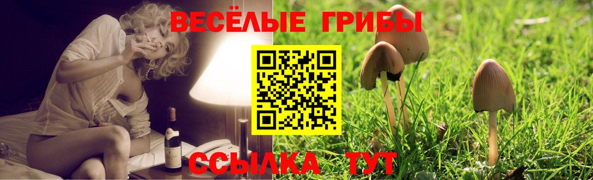 Псилоцибиновые грибы Psilocybine cubensis Дубна
